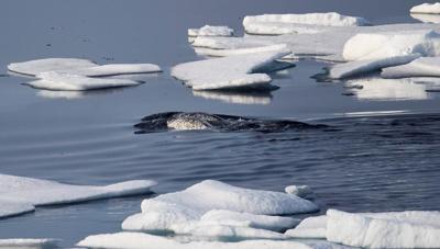 Bruit sous-marin: des groupes environnementaux réclament des mesures fortes