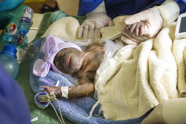 Endangered Bornean orangutan born at Busch Gardens in Florida