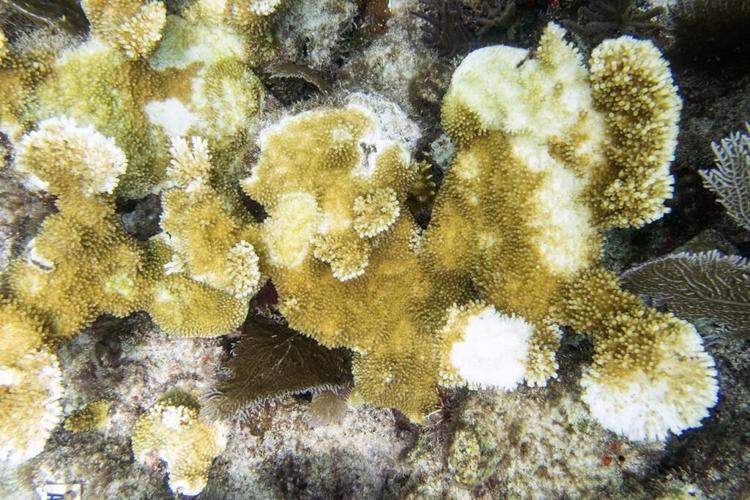 Scientists: Florida Keys coral reefs are already bleaching as water temperatures hit record highs