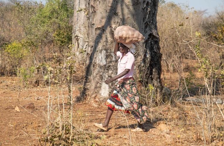 An ancient African tree is providing a new 'superfood' yet local harvesters are barely surviving