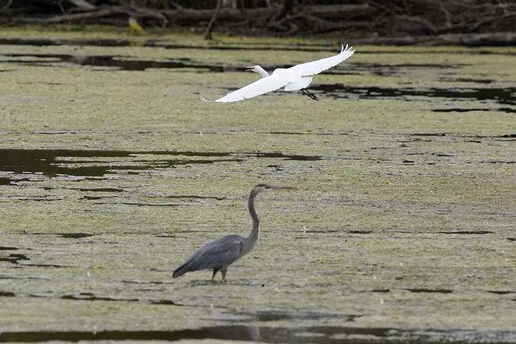 Extinctions, shrinking habitat spur 'rewilding' in cities