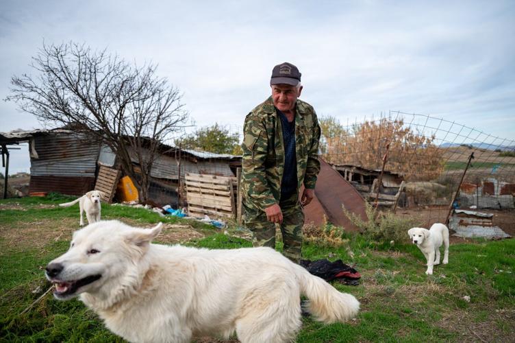 Bears in the backyard, wolves at the door: Greek villages have a growing predator problem