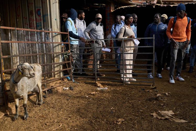 A neglected and ancient trade in Spain gets a boost from African migrants