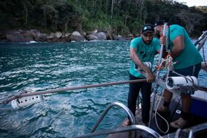 A Brazilian bay's surprise shark nursery sparks conservation project