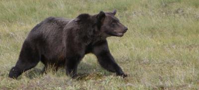 15-year hunting ban and $10K penalty for man who baited, killed B.C. grizzly