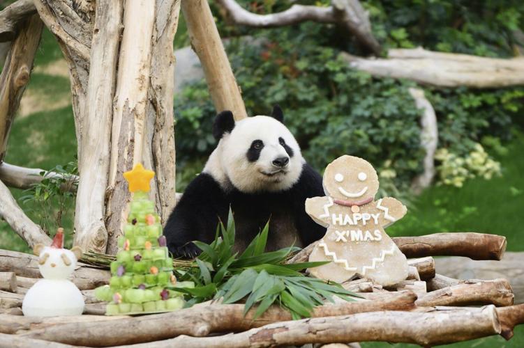 Pandas An An and Ke Ke celebrate their 1st Christmas in Hong Kong