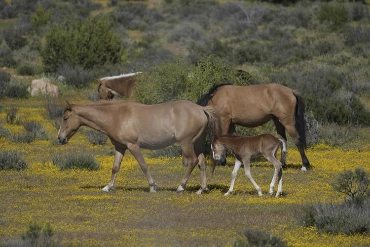 Botanists are scouring the US-Mexico border to document a forgotten ecosystem split by a giant wall
