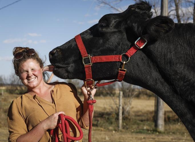 An Alberta farm is home to Beef, the world's tallest steer