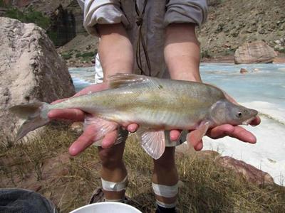Chemical treatment to be deployed against invasive fish in Colorado River