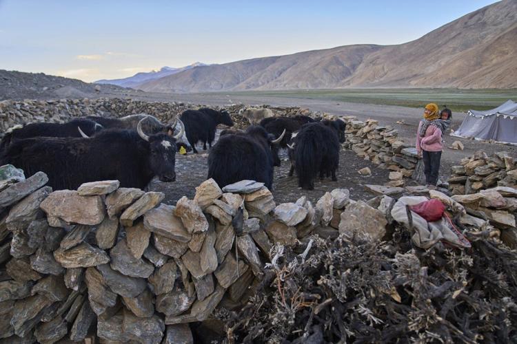 High in India’s Himalayan mountains, yak herders struggle to survive a warming world