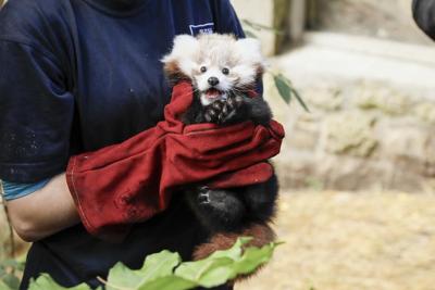Edinburgh Zoo blames fireworks for death of baby red panda