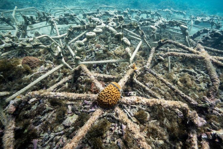 As reefs vanish, assisted coral fertilization offers hope in the Dominican Republic