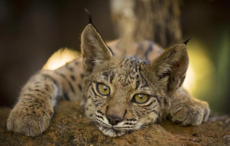 The Iberian lynx is back from the brink of extinction, thanks to conservation efforts