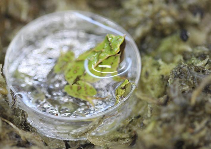 Scientists hope these tiny froglets can save their species