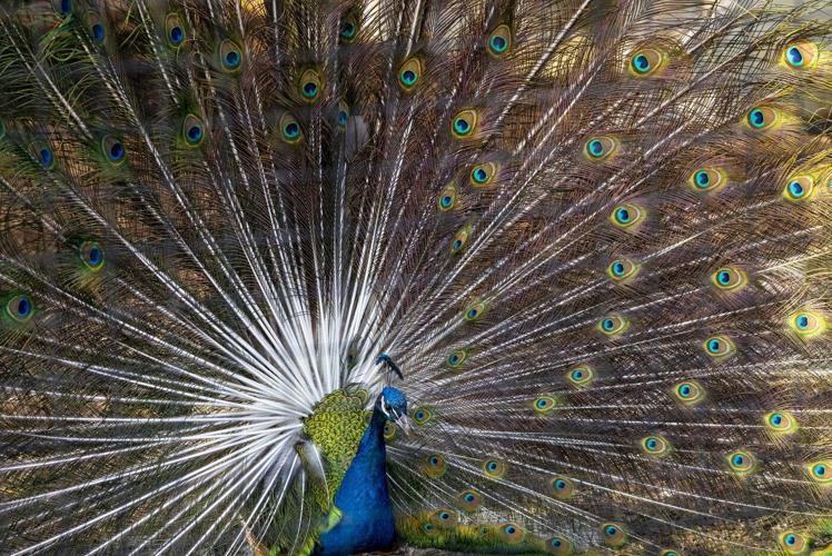 A crime most fowl: Alberta Mounties on hunt for two peacocks stowed in stolen truck