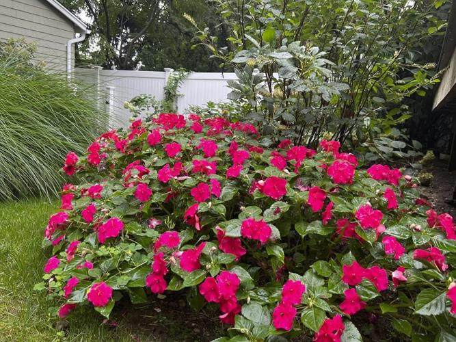It's time to celebrate annuals, the type of loyal friend every gardener can use