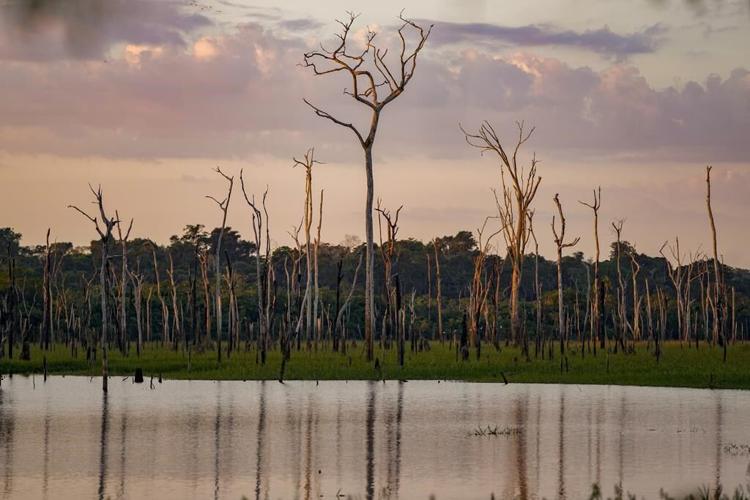 Brazil lawsuits link JBS to destruction of Amazon in protected area, seek millions in damages