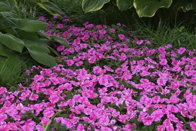 The right plants and some TLC can help your garden get through the heat
