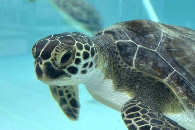 Sea turtles return to the Atlantic Ocean off Florida after being stunned by the cold