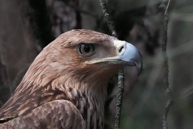 Feliks the eagle is back home in Serbia after a kidnap ordeal in the Middle East