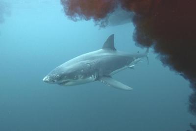 Massive makos, Queen Bosses and a baby angel shark on Discovery 'Shark Week,' where women shine