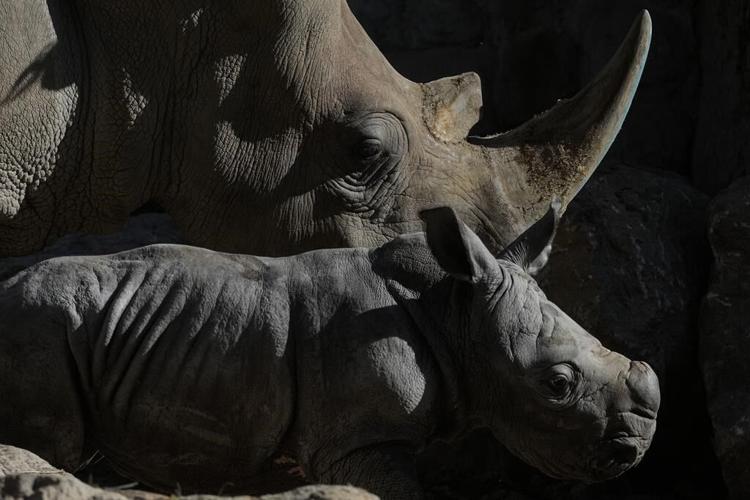 Newborn white rhino Silverio takes his first giant steps in a Chilean zoo in a boost to his species