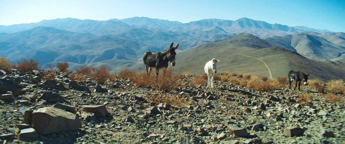 How a Canadian documentary following three donkeys is defying Oscars conventions