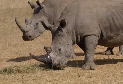 Poachers have killed over 100 rhinos in South Africa this year. Most were in national parks