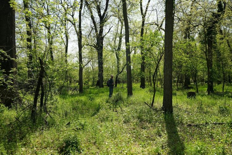 A Serbian bird-watching group uses crowdfunding to buy and preserve a woodland habitat