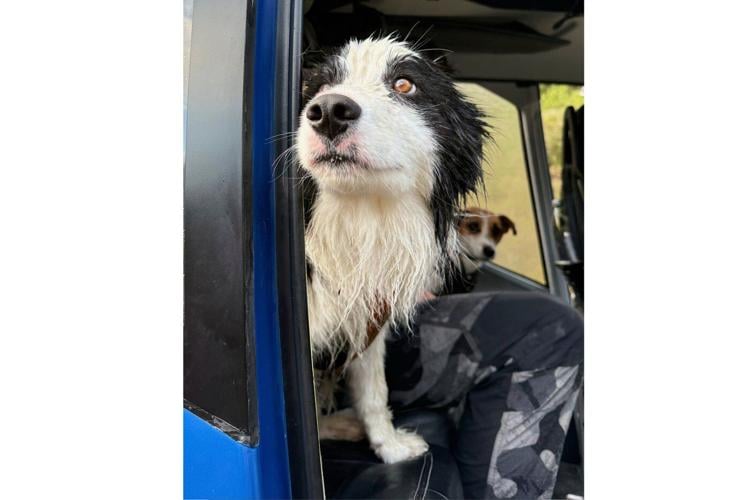 Hiker's dog lost in a wild New Zealand forest rescued by helicopter after strangers fund search