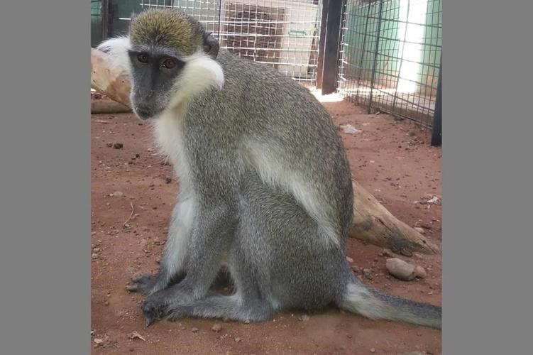 Fears over scores of zoo animals caught in Sudan crossfire
