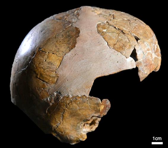 Bones of ancient child suggest humans could have interbred with Neanderthals earlier than thought
