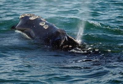 Une baleine noire de l'Atlantique Nord est enchevêtrée dans le golfe du Saint-Laurent