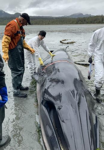 For B.C. whale coroner, a gruesome duty to 'revered' animals approached with humility