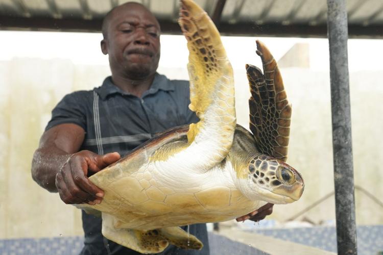 Conservation group rescues sea turtles caught in nets at Nigerian coastal city and rewards fishermen