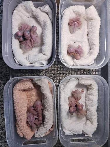 Chirping sounds lead airport officials to bag filled with smuggled parrot eggs