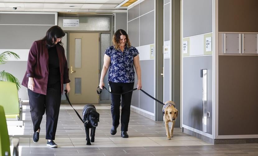 'Furry face to greet them:' How facility dogs help victims navigate the court system