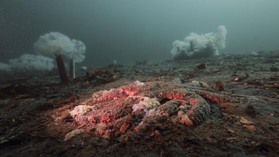 Canadian researchers solve 12-year mystery of sea star wasting disease
