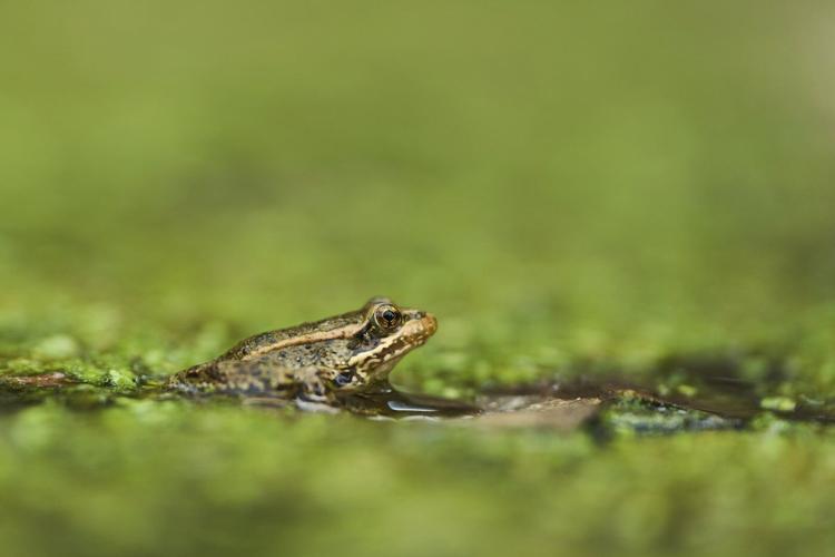 The call of a native frog is heard again in Southern California thanks to help from Mexico and AI