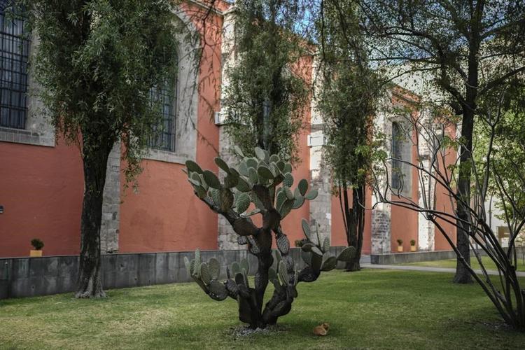 A new declaration in Mexico gives 19 cats roaming the presidential palace food and care fur-ever