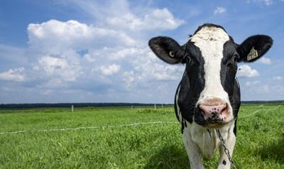 Slurry pit deaths: Quebec coroner warns of dangers to farmers from manure gases