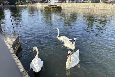 A New York village known for its majestic mute swans faces a difficult choice after one is killed