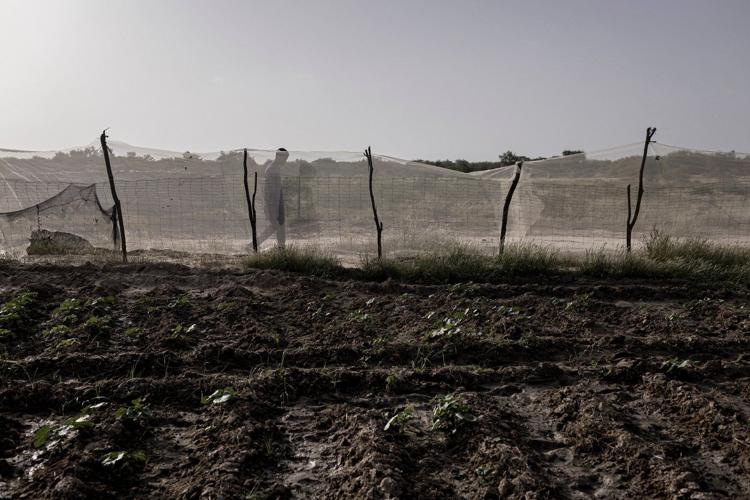 In Senegal, climate change is adding to historic tension between farmers and herders