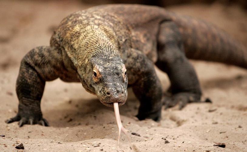Yes, some animals can have babies without a mate. Here's how
