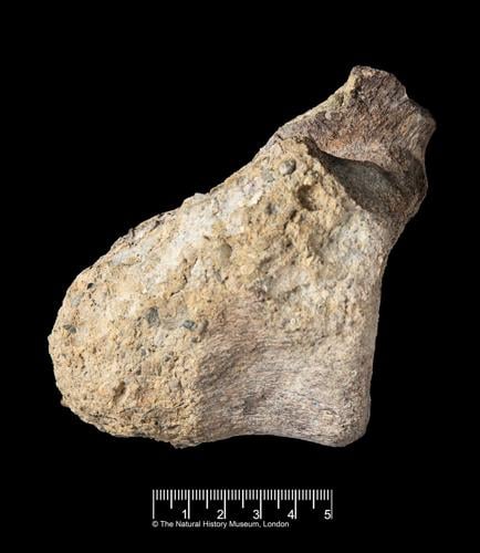 A rare dinosaur fossil from Antarctica is found tucked away in a drawer