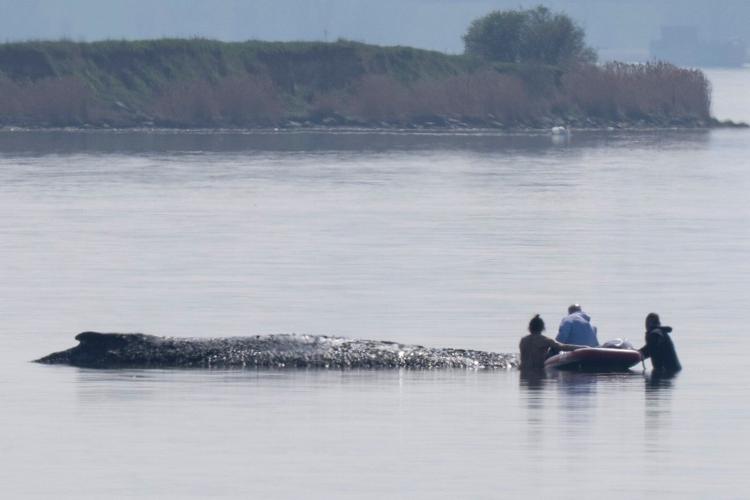 Here's what to know about Timmy, the humpback whale that's sick and stranded in the Baltic Sea