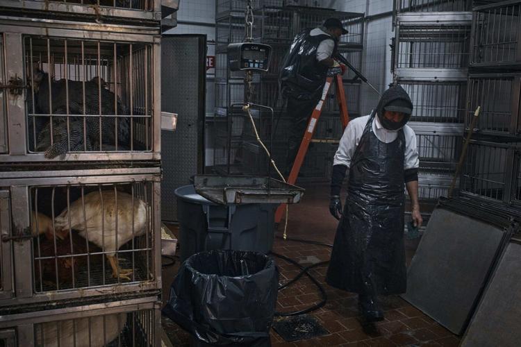 Live poultry markets ordered shut in New York City because of avian flu outbreak