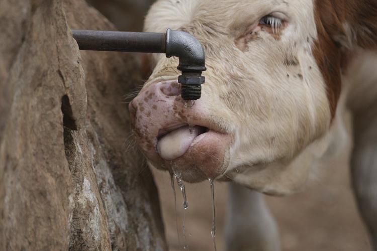 Water tanks replace springs on a Serbian mountain as drought endangers some 1,000 cows and horses