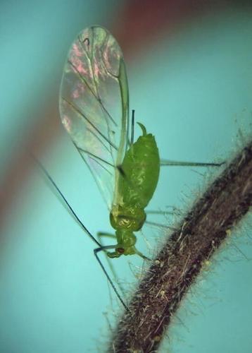 First smoky air, now clouds of bugs. Winged aphids invade New York City