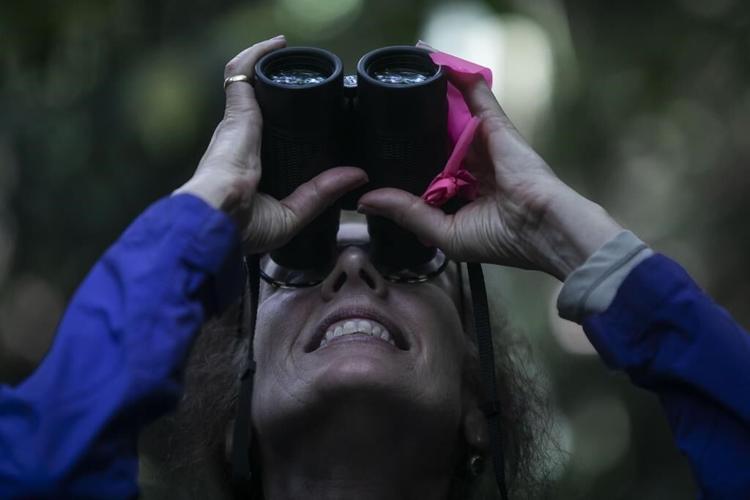 A scientist's 4-decade quest to save the biggest monkey in the Americas